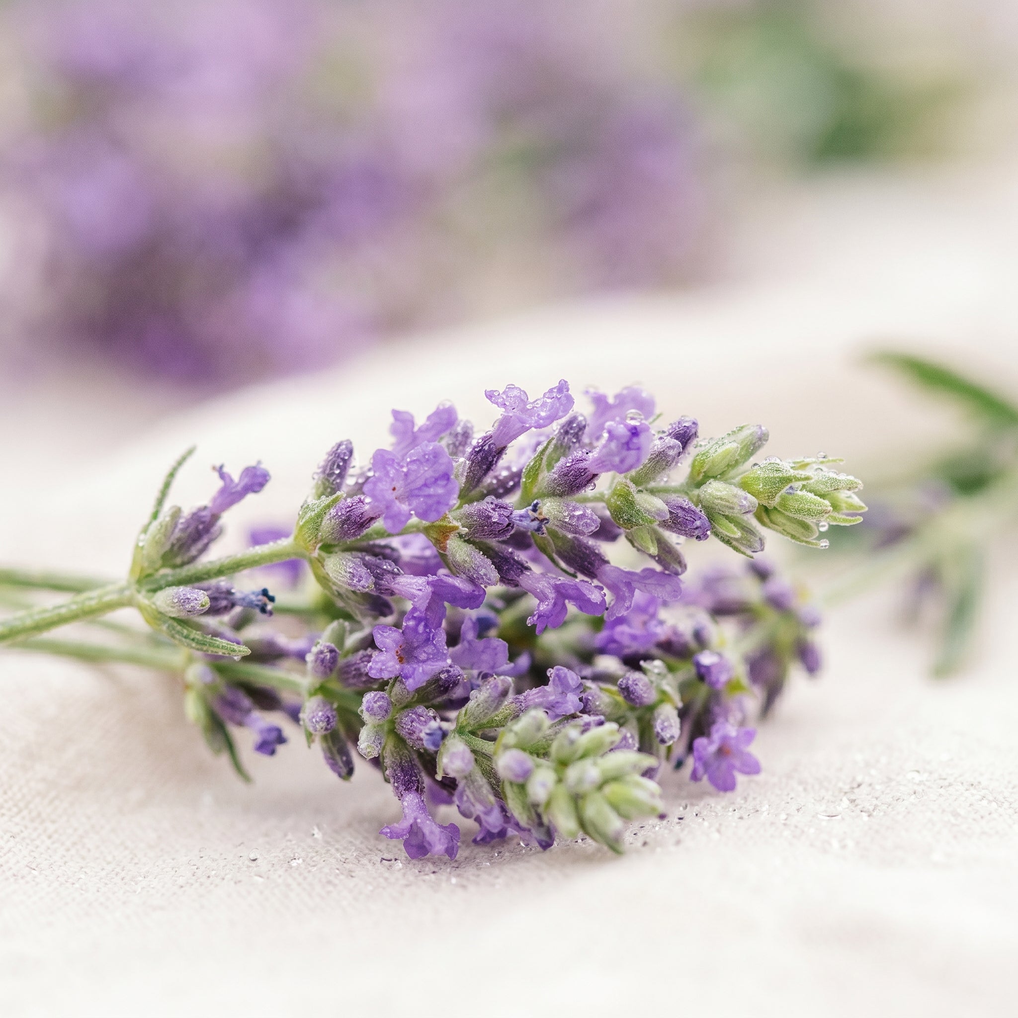 Lavanda